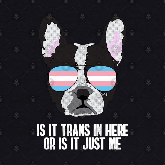 Funny IS IT TRANS IN HERE OR IS IT JUST ME - Boston Terrier Dog Trans Pride Flag by NightField